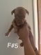 American Pit Bull Terrier Puppies for sale in Toledo, OH, USA. price: $300