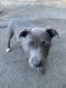 American Pit Bull Terrier Puppies for sale in Rancho Cordova, CA, USA. price: $1,000