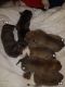 American Pit Bull Terrier Puppies for sale in Port Orange, FL, USA. price: $1,600