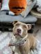 American Pit Bull Terrier Puppies for sale in 28856 N.Silver Saddle Cir, Santa Clarita, CA 91387, USA. price: NA