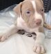 American Pit Bull Terrier Puppies for sale in Darby, PA, USA. price: NA