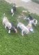American Pit Bull Terrier Puppies for sale in Spring, TX 77373, USA. price: NA
