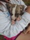 American Pit Bull Terrier Puppies for sale in Roselawn Ave, Modesto, CA 95351, USA. price: NA