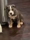 American Pit Bull Terrier Puppies for sale in League City, TX 77573, USA. price: NA