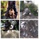 American Pit Bull Terrier Puppies for sale in Dos Palos, CA 93620, USA. price: NA