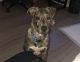 American Pit Bull Terrier Puppies for sale in Marietta, GA, USA. price: $500