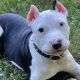 American Pit Bull Terrier Puppies for sale in Akron, OH, USA. price: NA