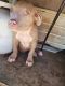 American Pit Bull Terrier Puppies for sale in Moreno Valley, CA 92553, USA. price: $400