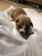American Pit Bull Terrier Puppies for sale in Fitchburg, MA 01420, USA. price: NA