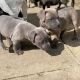 American Pit Bull Terrier Puppies for sale in California Sister Dr, Atascocita, TX 77346, USA. price: $1,500