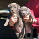 American Pit Bull Terrier Puppies for sale in California Sister Dr, Atascocita, TX 77346, USA. price: NA