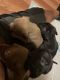 American Pit Bull Terrier Puppies for sale in Port St. Lucie, FL 34986, USA. price: NA