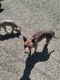 American Pit Bull Terrier Puppies for sale in Stockton, CA, USA. price: NA
