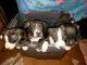 American Pit Bull Terrier Puppies for sale in Tahuya, WA, USA. price: NA