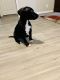 American Pit Bull Terrier Puppies for sale in Jacksonville, FL, USA. price: NA