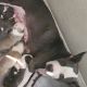 American Pit Bull Terrier Puppies for sale in Sacramento, CA 95838, USA. price: $600