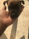 American Pit Bull Terrier Puppies for sale in Washington, GA 30673, USA. price: NA