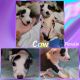 American Pit Bull Terrier Puppies for sale in Omaha, NE 68106, USA. price: NA