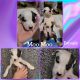 American Pit Bull Terrier Puppies for sale in Omaha, NE 68106, USA. price: NA