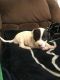 American Pit Bull Terrier Puppies for sale in Houston, TX 77083, USA. price: $350