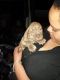 American Pit Bull Terrier Puppies for sale in Laveen Village, AZ 85339, USA. price: NA