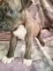 American Pit Bull Terrier Puppies for sale in Carson, CA, USA. price: NA