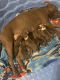 American Pit Bull Terrier Puppies for sale in Conway, AR 72034, USA. price: NA