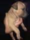 American Pit Bull Terrier Puppies for sale in MI METRO, MI 48340, USA. price: NA