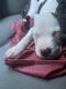 American Pit Bull Terrier Puppies for sale in Cincinnati, OH, USA. price: $250