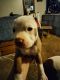 American Pit Bull Terrier Puppies for sale in Pueblo West, CO, USA. price: NA