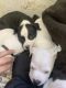 American Pit Bull Terrier Puppies for sale in Chillicothe, OH 45601, USA. price: $350