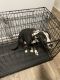 American Pit Bull Terrier Puppies for sale in Carrboro, NC, USA. price: NA