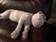 American Pit Bull Terrier Puppies for sale in Lapeer, MI 48446, USA. price: $750