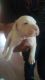 American Pit Bull Terrier Puppies for sale in Dudley, NC 28333, USA. price: $500