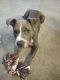 American Pit Bull Terrier Puppies for sale in Embarcadero Dr, Stonecrest, GA 30058, USA. price: NA