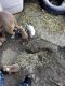 American Pit Bull Terrier Puppies for sale in Flint, MI, USA. price: $500
