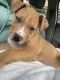 American Pit Bull Terrier Puppies for sale in Mt Vernon, NY, USA. price: NA