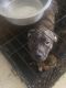 American Pit Bull Terrier Puppies for sale in Brooklyn, NY, USA. price: $1,000
