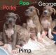 American Pit Bull Terrier Puppies for sale in Comer, GA 30629, USA. price: NA