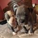 American Pit Bull Terrier Puppies for sale in Warren, MI, USA. price: $1,000