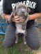 American Pit Bull Terrier Puppies for sale in Shelbyville, KY 40065, USA. price: NA