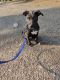American Pit Bull Terrier Puppies for sale in Saket, Meerut, Uttar Pradesh 250003, India. price: 25000 INR