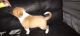 American Pit Bull Terrier Puppies for sale in Modesto, CA, USA. price: NA
