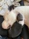 American Pit Bull Terrier Puppies for sale in Kissimmee, FL 34759, USA. price: $350