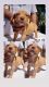 American Pit Bull Terrier Puppies for sale in Honolulu, HI, USA. price: NA