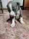 American Pit Bull Terrier Puppies for sale in Sait Colony 1st St, Sulaiman Zackria Avenue, Egmore, Chennai, Tamil Nadu 600008, India. price: 15000 INR