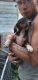American Pit Bull Terrier Puppies for sale in Millersburg, OH 44654, USA. price: NA