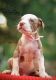 American Pit Bull Terrier Puppies for sale in Haripad, Kerala 690514, India. price: 25000 INR