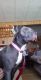 American Pit Bull Terrier Puppies for sale in Eastman, GA 31023, USA. price: $200