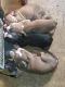 American Pit Bull Terrier Puppies for sale in Lothian, MD 20711, USA. price: NA